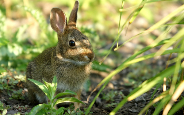 Дикий кролик, или европейский кролик (Oryctolagus cuniculus), фото зейцеобразные животные фотография картинка