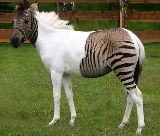 Зеброид - гибрид зебры с лошадью (ослом), фото фотография