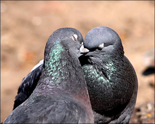 Сизые голуби целуются, Фото фотография картинка птицы