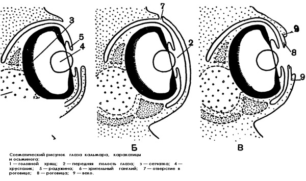 Схематический рисунок глаза кальмара, каракатицы и осьминога, картинка строение животных