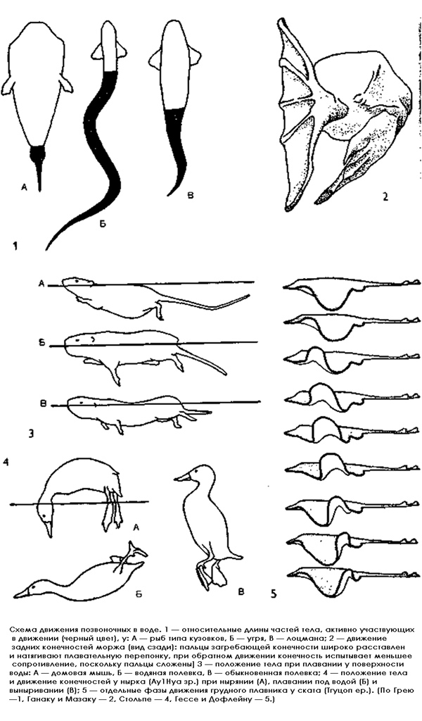 Схема движения позвоночных животных в воде, рисунок картинка