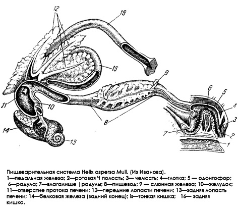 Пищеварительная система улитки Helix aspersa, рисунок картинка строение животных