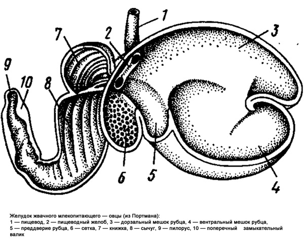 Желудок жвачного млекопитающиего - овцы, рисунок картинка схема строение животных