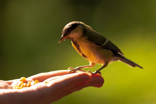 Птица сидит на руке, в которой кукурузные зерна, фото поведение животных фотография картинка