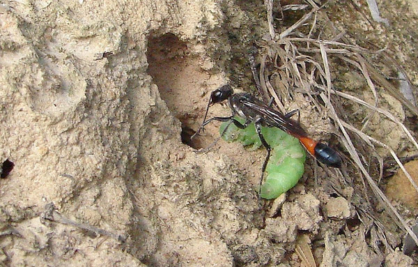 Аммофила песчаная (Ammophila sabulosa), фото роющие осы насекомые фотография картинка