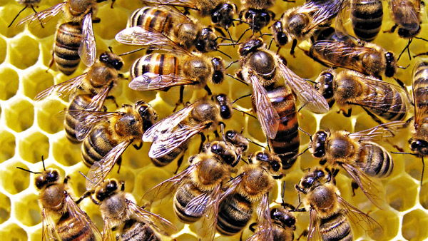 Плечиная матка с пчелами в улье, фото насекомые фотография картинка
