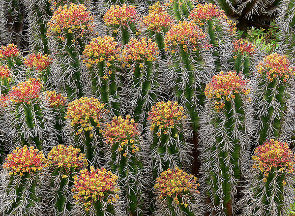 Молочай ужасный (Euphorbia horrida), фото растения кактусы фотография картинка