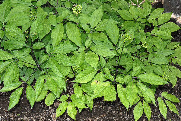 Женьшень обыкновенный (Panax ginseng), фото лекарственные растения фотография картинка