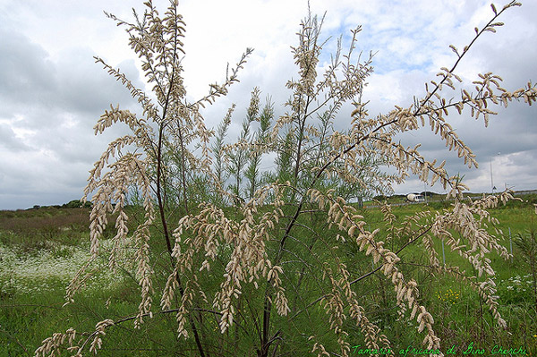 Африканский гребенщик (Tamarix africana), фото двудольные растения фотография картинка