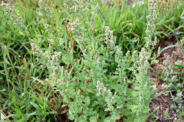 Белая марь (Chenopodium album), фото травянистые растения фотография картинка