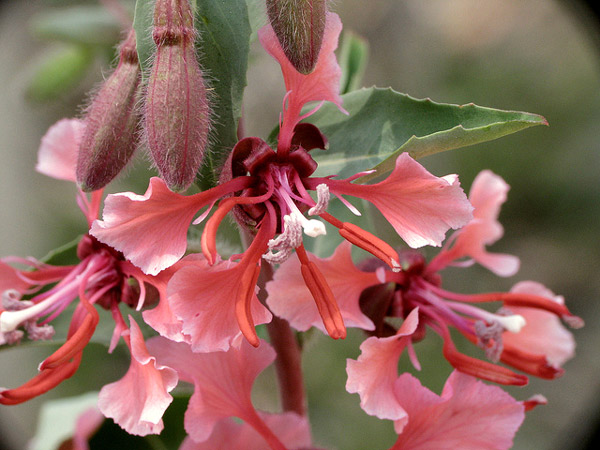 Кларкия ноготковая (Clarkia unguiculata), фото цветковые растения фотография картинка