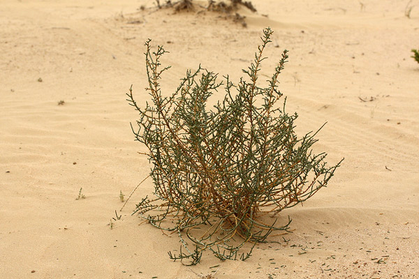 Солянковый саксаул (Haloxylon salicornicum), фото кустарники растения пустынь фотография картинка