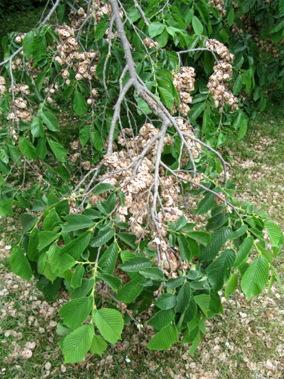 Вяз шершавый (Ulmus glabra), фото растения деревья фотография картинка