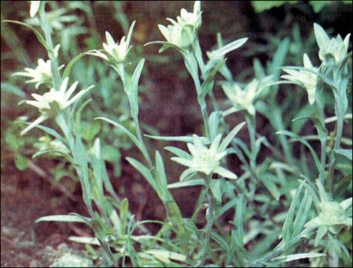 Эдельвейс альпийский (Leontopodium alpinum), фото редкие растения фотография картинка