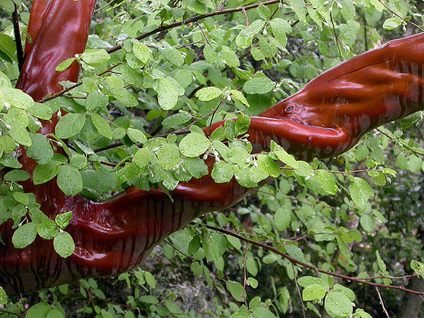 Земляничное дерево (Arbutus andrachne), фото растения фотография картинка