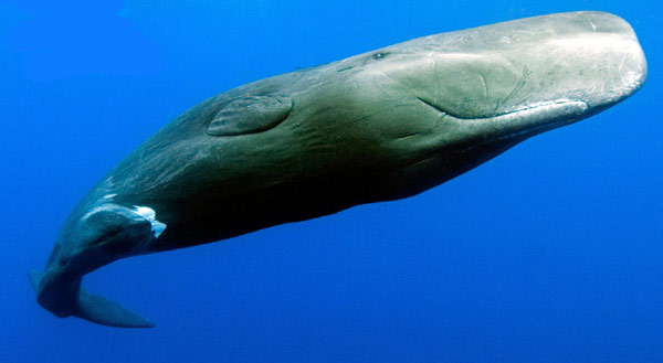 Кашалот (Physeter macrocephalus). Фото, фотография киты