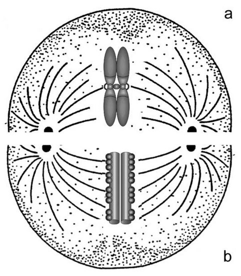 Моноцентрическая (а) и голоцентрическая (b) хромосомы. Рисунок картинка