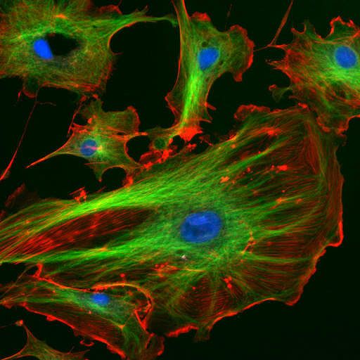 Цитоскелет эукариот. Рисунок картинка