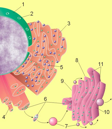Схематическое представление клеточного ядра, эндоплазматического ретикулума и комплекса Гольджи, рисунок картинка схема
