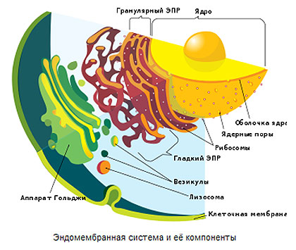 Эндомембранная система и её компоненты, рисунок картинка схема