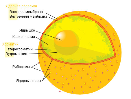 Схема строения клеточного ядра, рисунок картинка схема