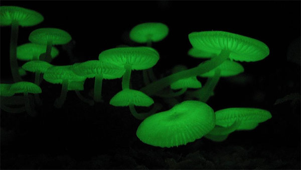 Светящиеся грибы. Фото, фотография природа