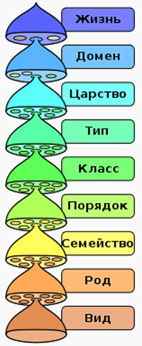 Иерархия биологической систематики восьми основных таксономических рангов, рисунок картинка схема