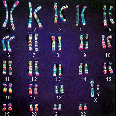 Генотип человека. Схема