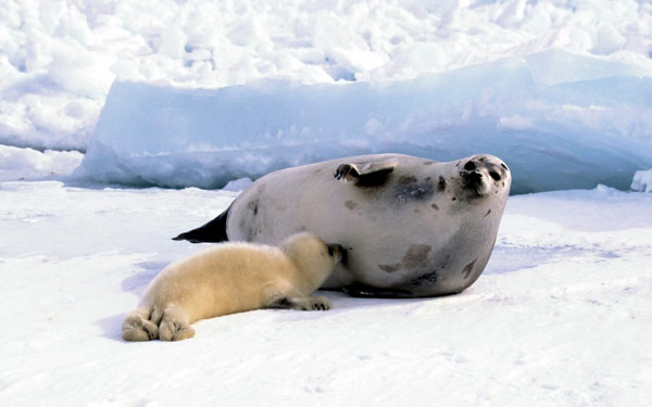 Самка гренландского тюленя кормит белька, или детеныша (Pagophilus groenlandicus), Фото, фотография морские животные