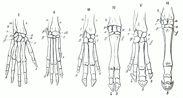 Схема строения скелета кисти с указанием гомологичных костей, рисунок картинка