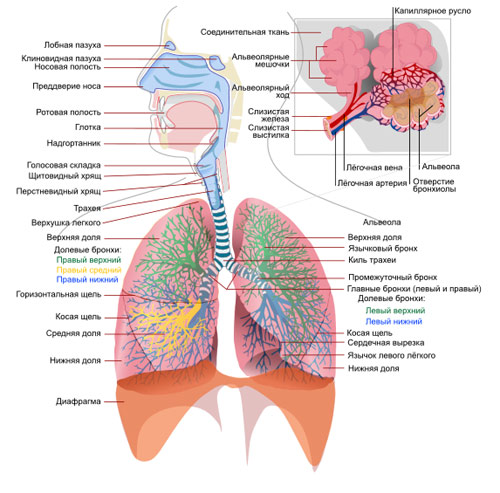 Схема дыхательной системы человека, рисунок картинка