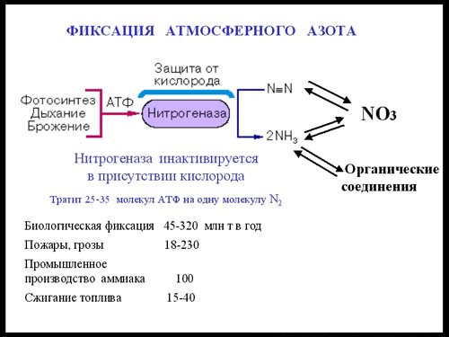 Превращение соединений азота. Нитрогеназа фиксация азота. Процесс фиксации азота нитрогеназа. Молекулярные механизмы биологической фиксации азота. Микроорганизмов фиксации атмосферного азота.