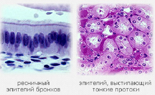 Клетки эпителия, рисунок картинка