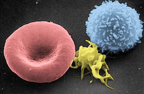 Слева направо: эритроцит, тромбоцит и лейкоцит. Фото, фотография картинка