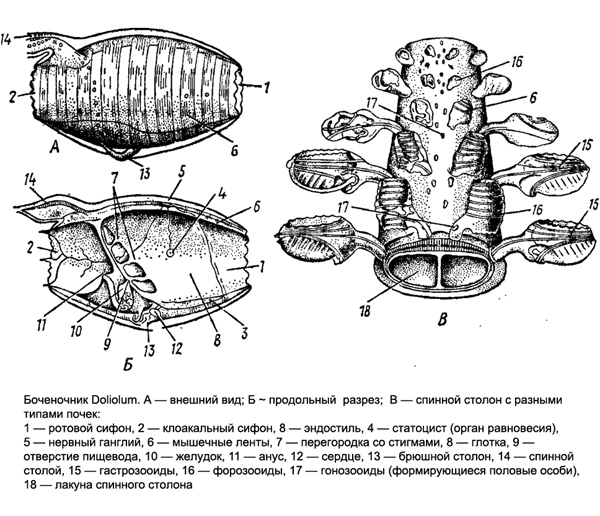 Боченочник Doliolum. Внешний вид. Рисунок картинка животные