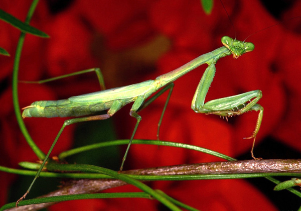 Богомол (Mantis religiosa), фото насекомые фотография картинка