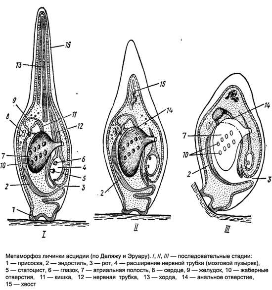 Метаморфоз личинки асцидии, рисунок картинка изображение