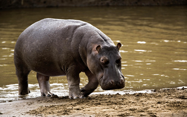 ,   (Hippopotamus amphibius),     