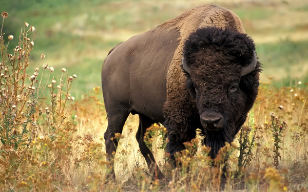  (Bison bison),    