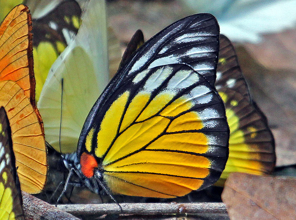 Бабочка (Prioneris clemanthe), фото чешуекрылые фотография картинка