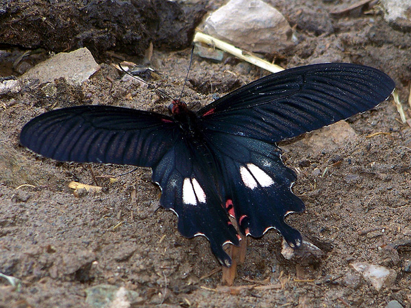   (Papilio bootes),    