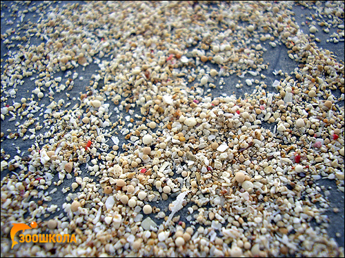 Коралловый песок. Фото, фотография картинка
