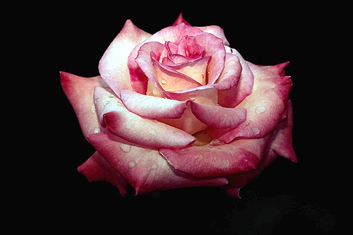 Розово-белая роза на черном фоне. Фото, фотография цветы