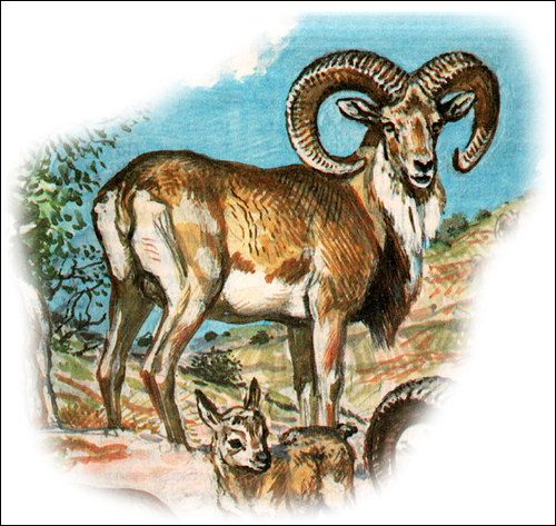 Архар, горный баран, аргали (Ovis ammon). Рисунок, картинка копытные животные