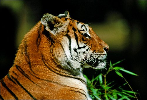  (Panthera tigris). ,    