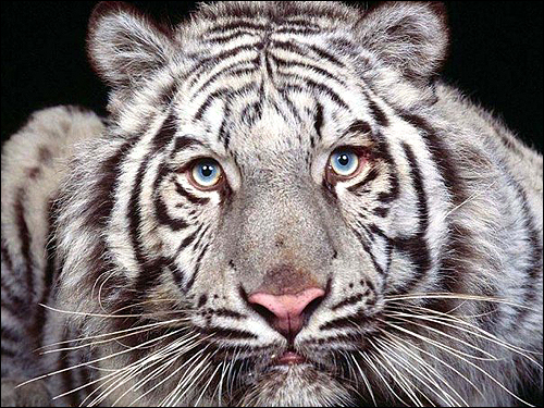    (Panthera tigris). ,    