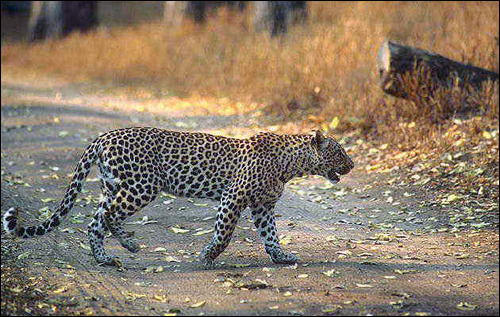 Леопард (Panthera pardus). Фото, фотография картинка хищные животные