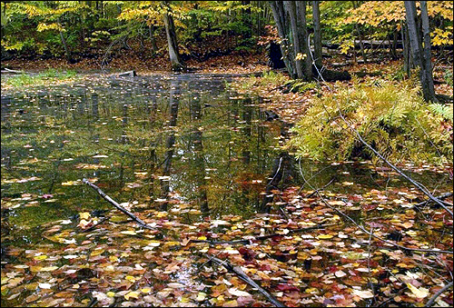 Опавшая листва плавает на поверхности озера. Осенний лес. Фото, фотография природа