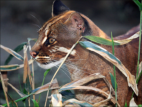 Кошка темминка (Felis temmincki). Фото, фотография картинка хищные кошки