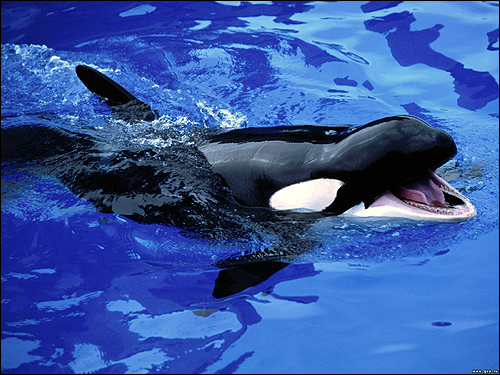 ,   (Orcinus orca). ,    